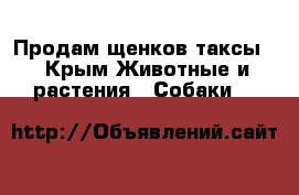 Продам щенков таксы. - Крым Животные и растения » Собаки   